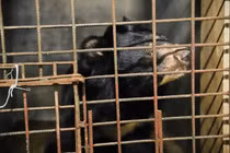 Cá thể gấu ngựa được cứu hộ thành công... loài trong Sách Đỏ