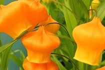 Cây cảnh siêu sang bậc nhất, trồng một gốc hút lộc quanh năm