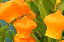  Cây cảnh siêu sang bậc nhất, trồng một gốc hút lộc quanh năm