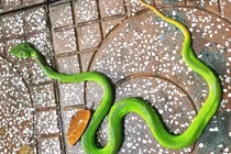 Rùng mình những lần rắn độc bò vào nhà dân