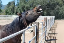 Chuyên gia giải mã cách loài ngựa tạo ra hai âm thanh khác nhau cùng lúc