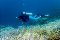 Hơn 50% rạn san hô toàn cầu bị tẩy trắng trong thời gian từ 2014 - 2017