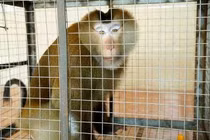 Vườn Quốc gia Vũ Quang tiếp nhận cá thể khỉ quý hiếm do người dân giao nộp