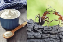Hồi sinh 'sữa chua kiến' theo công thức hàng ngàn năm tuổi