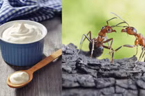 Hồi sinh 'sữa chua kiến' theo công thức hàng ngàn năm tuổi