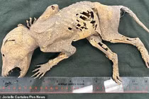 Bí ẩn xác ướp quái thú Capacabra chuyên gia vắt óc giải mã