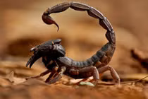 Bọ cạp độc nhất hành tinh, đoạt mạng con mồi trong tích tắc
