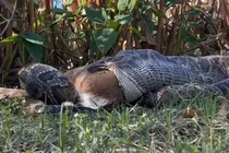 Khoảnh khắc hiếm trăn Miến Điện nôn nguyên con hươu giữa rừng lạnh