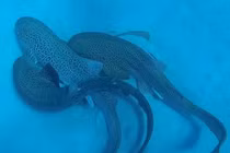 Lần đầu tiên lộ diện bí mật tiến hóa của cá mập báo hoa mai