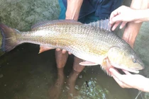 Loài cá quý hơn vàng chứa báu vật trong bụng, Việt Nam có nhiều