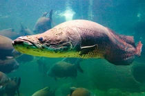 Thủy quái đáng sợ ở sông Amazon nặng tới 300 kg