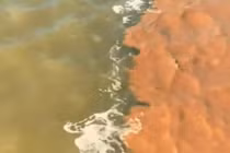 Lý giải hiện tượng nước 2 màu xanh đục - nâu đỏ ở vùng biển Cà Mau