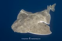 Cá mập thiên thần quý hiếm tái xuất sau 3 năm biến mất bí ẩn