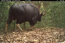 Đặt bẫy ảnh, phát hiện nhiều loài thú bí ẩn, hiếm gặp ở Việt Nam