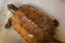 Rùa vàng đi lạc vào nhà dân ở Hà Tĩnh là loài cực quý