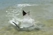 Cá mập đầu búa rượt đuổi cá đuối, kết cục bất ngờ