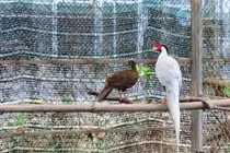 Khám phá “ngôi nhà” của gà lôi trắng và động vật quý ở Huế