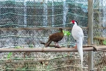 Khám phá “ngôi nhà” của gà lôi trắng và động vật quý ở Huế
