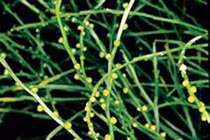 Sự thật lạnh người cỏ Phương Chi, dược thảo đại bổ của Từ Hi