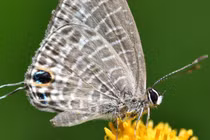 Vì sao nhiều loài bướm phát triển "đầu giả"?