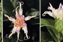 Lần đầu phát hiện loài hoa tím bí ẩn ở Phong Nha Kẻ Bàng