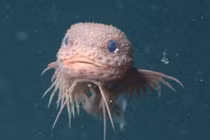 Thích thú bắt gặp quái vật biển dễ thương ở độ sâu hơn 3.000m