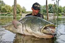 Thủy quái hơn 1 tạ sa lưới, cần thủ quyết định bất ngờ