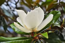  Bí ẩn những loài cây thiêng được cả thế giới tôn sùng