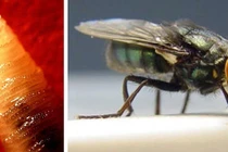 Loài giòi ăn thịt tái xuất tại vùng biên giới Mỹ - Mexico