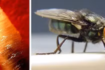 Loài giòi ăn thịt tái xuất tại vùng biên giới Mỹ - Mexico