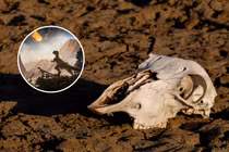 Trái Đất trước thảm họa tuyệt chủng thứ sáu, con người thành 'kẻ hủy diệt'