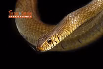 [INFOGRAPHIC] Loài rắn hổ trâu không có nọc độc, có tên trong Sách đỏ