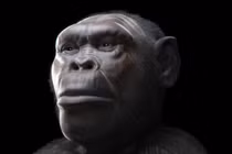 Hai loài người bí ẩn đi cùng tổ tiên Homo erectus rời khỏi châu Phi