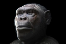 Hai loài người bí ẩn đi cùng tổ tiên Homo erectus rời khỏi châu Phi