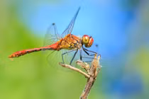 “Thiên địch” của muỗi tiền triệu mỗi cân, Việt Nam có nhiều