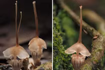 Phát hiện loài thực vật mới cực kỳ quý hiếm ở Malaysia