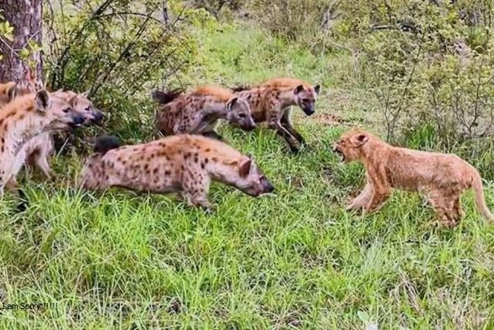 Chật vật trèo cây cướp mồi của báo hoa mai, sư tử vẫn ‘nhịn đói’
