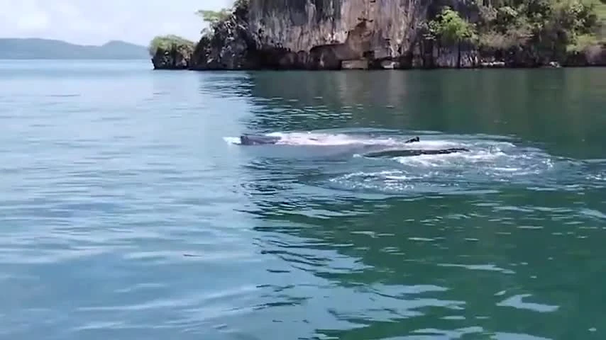 Video: Cá mập voi có nguy cơ tuyệt chủng xuất hiện ở Thái Lan