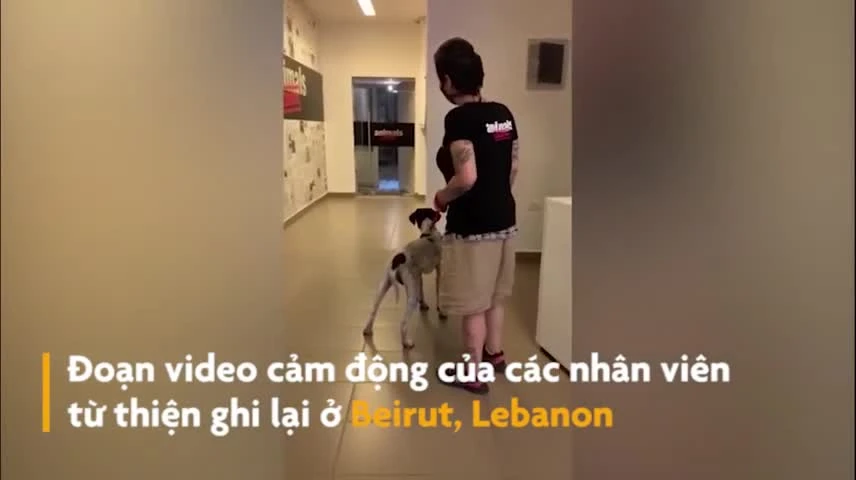 Video: Những chú chó đoàn tụ chủ sau vụ nổ kinh hoàng ở Beirut