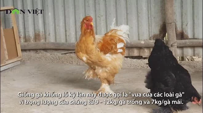 Video: Nuôi gà kỳ lân khổng lồ, bán giá chục triệu cho dân chơi