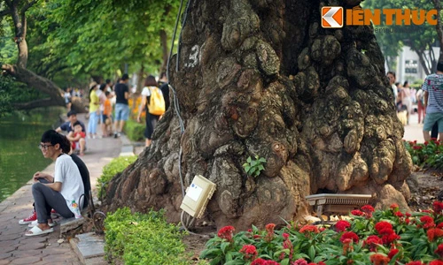 Cây gạo có gốc to dị như '“quái vật” bên Hồ Gươm