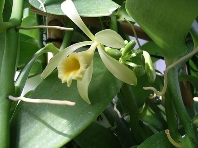 Gia vị đắt thứ hai thế giới, mỗi năm hoa nở 1 ngày