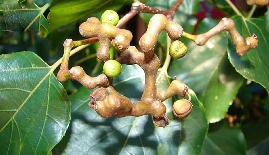 Loài cây kỳ lạ mọc trên núi, dáng vẹo vọ mà quý hơn vàng