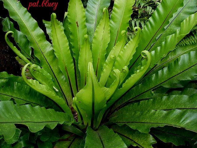 Kỳ thú loài cây giống hệt tổ chim, trồng làm cảnh cực đẹp