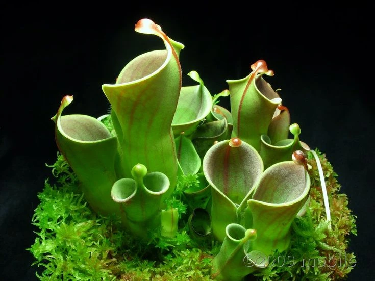 Kỳ lạ loài cây ăn thịt chỉ sống trên đỉnh núi cao châu Mỹ