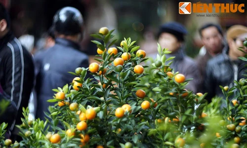Vì sao người Việt chơi quất ngày Tết để chiêu tài gọi lộc, cầu may mắn?