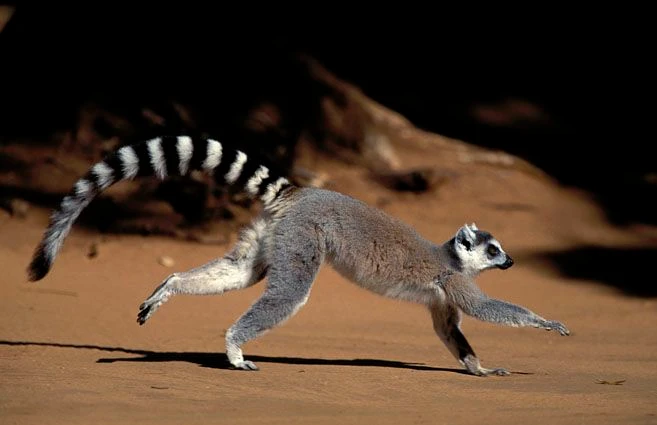 15 điều cực thú vị ít người biết về các loài vượn cáo Madagascar