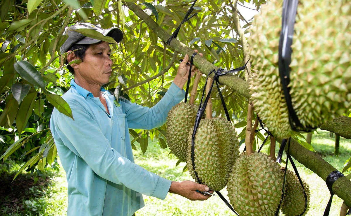 Nông dân 'hái ra tiền' nhờ giá sầu riêng phi mã
