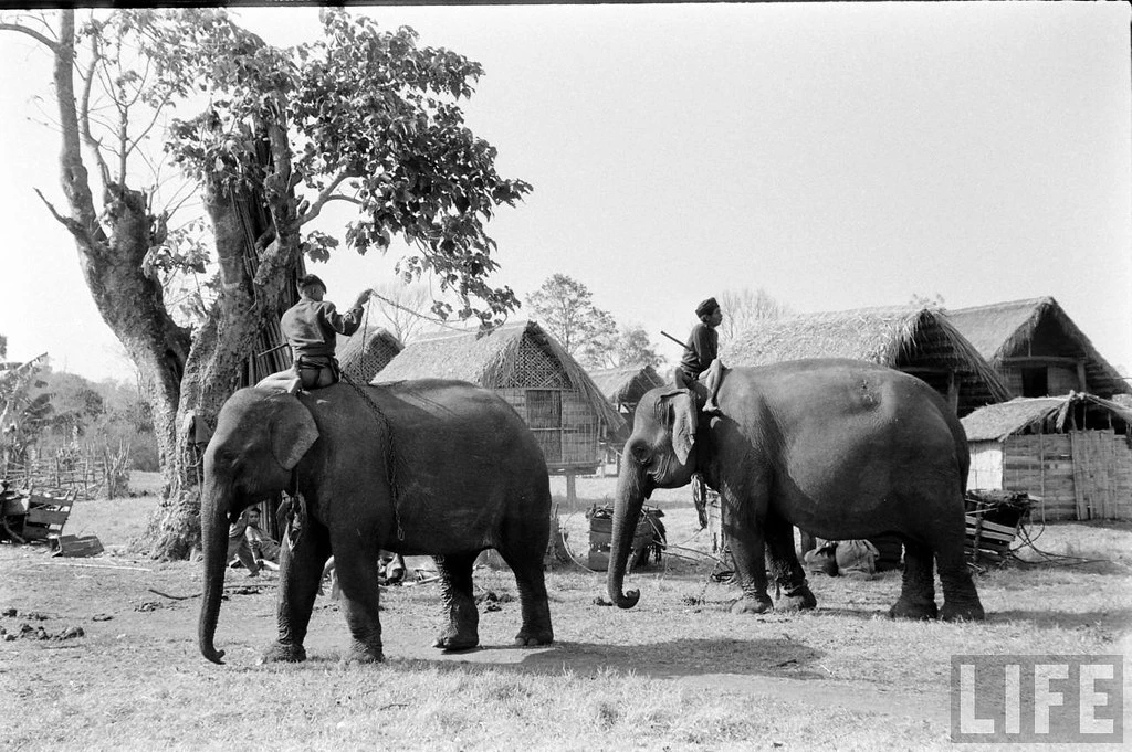 Ngắm đàn voi hoành tráng ở Buôn Ma Thuột năm 1957