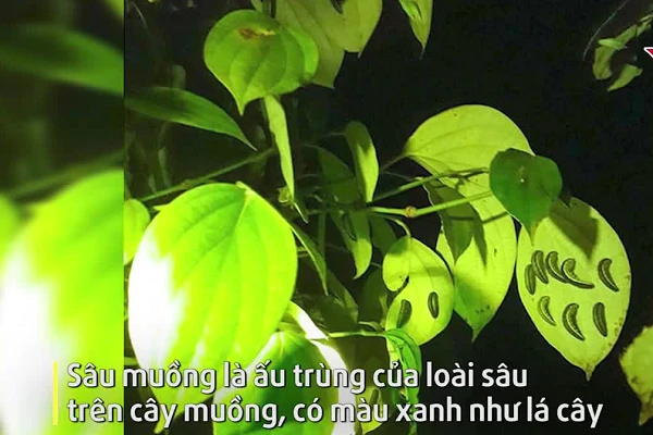 Chết khiếp món sâu lúc nhúc thành đặc sản nhậu thơm ngon